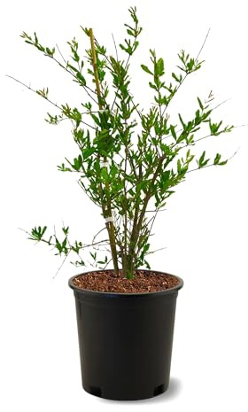 American Plant Exchange Pomegranate Tree 'Wonderful' – 5-Gallon Pot – Live Fruit-Bearing Tree, Cold-Hardy, Sweet & Tart Red Fruit for Home Orchards, Patios, Gardens & Edible Landscapes