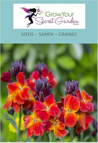 Giroflée ravenelle Bedder Scarlet - Erysimum ou Cheiranthus cheirii 100 Graines