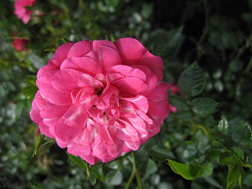 Rosa Knirps ® - Bodendeckerrose Knirps ® - Kordes Rose - ADR Rose