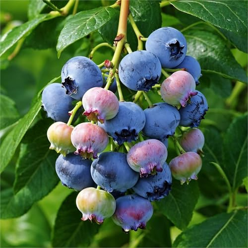 Collection De Plants De Bleuets – Plantes – Variétés Variées, Cultivées Aux Pays-Bas Pour Une Récolte Abondante – 3 Plants – Sans Graines, Sans Bulbes Et Non Artificiels