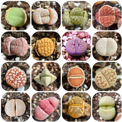 semi di lithops - grandi d'appartamento, d'appartamento verdi di lithops, antiche varietà, sempreverdi 500pcs