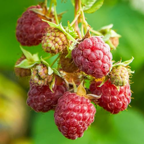 Raspberry Glen Mor | Rubus idaeus Plants Outdoor Garden Ready | Outdoor Garden Fruit Plant | Grow Your Own Fresh Fruit (3 Litre Pot, 30-50cm)
