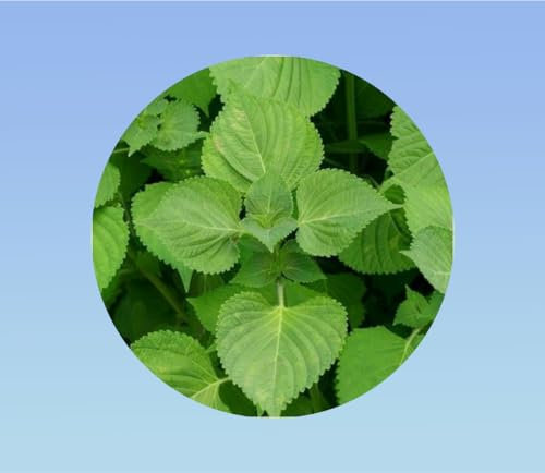 Graines shiso vert - 100 graines (+/-) soit 0,5 GRAMMES - perilla - persil japonnais - cuisine japonnaise - plante aromatique