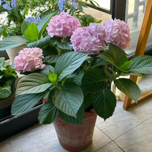 Semillas de hortensias, semillas de interior Las de jardín son perennes resistentes 300pcs