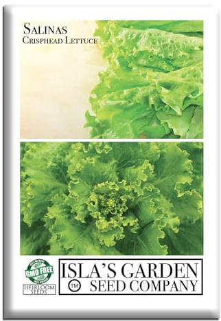 Salinas Crisphead Lettuce Seeds for Planting, 1000+ Seeds Per Packet, (Isla's Garden Seeds), Non GMO Heirloom Seeds, Crisp Leaves, Botanical Name: Lactuca Sativa capitata, Great Gift