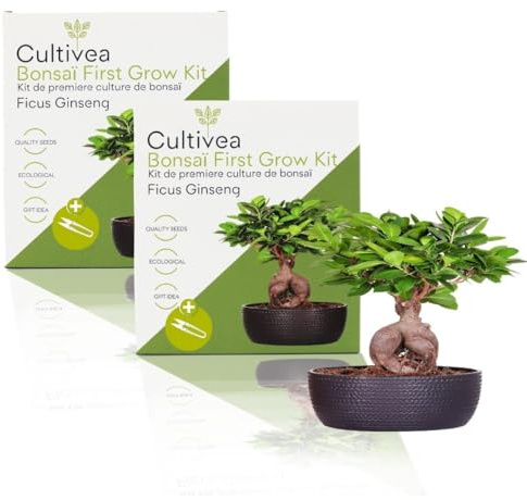 CULTIVEA 2 x First Bonsai-Set - Bonsai-Set - fertig zum Wachsen mit Samen & Zubehör - Geschenkidee für Gartenarbeit | Made in France (Ficus Ginseng)