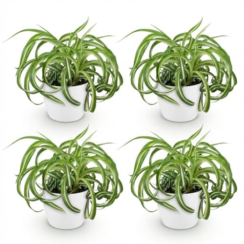 Green boutiQ - Plante d'intérieur - Chlorophytum comosum Bonnie - Lys de la paix ondulé - Plante amie des animaux - Vert - 4 Plantes - avec Potter Blanc - Pot de 12 cm - Hauteur 20 cm