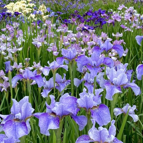 iris - decorazione da giardino in miniatura a precoceto selvatici da balcone per gli amanti del giardino 7bulbi