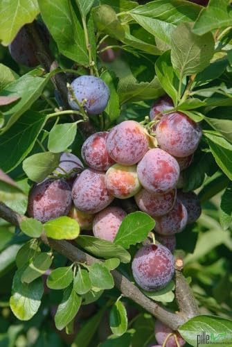 Opal Pflaume - Kleinobst (sehr kompakter Wuchs, geeignet fuer Garten, Terrasse und Balkon) - 80-120 cm - Reife Ende Jul-Anf Aug - teilselbstfruchtbar