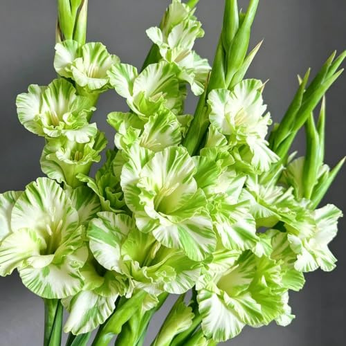 bulbi di gladioli Coltivare giardino su un balcone giardino 4pcs