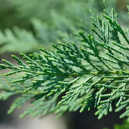 Cyprès de Leyland Type 2001 - Cupressocyparis Leylandii 2001 80cm en Pot - Plante En Pot - Floraison Printemps Couleur Des Fleurs - Hauteur 80 cm