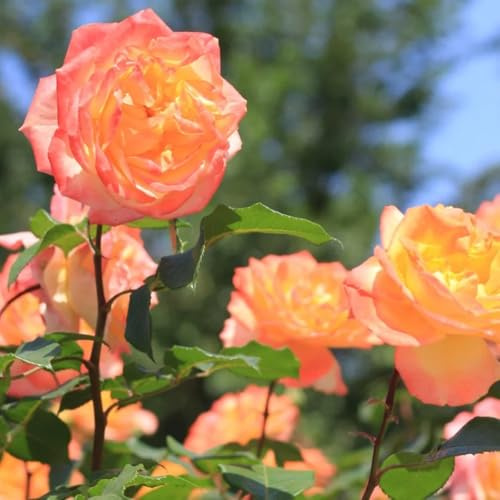semillas de rosal, raras semillas de silvestres balcón arbustos Decoración jardín para exteriores decoración arbustos 450pcs