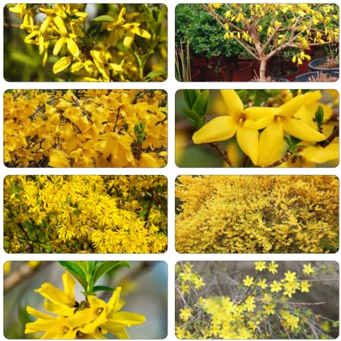 Forsythia blumenstauden sträucher winterhart blühend pflanzendeko gartensamen wildkräuter blühende rankpflanzen blumensaat indoor garten winterharte stauden für pralle sonne balkon 250samen