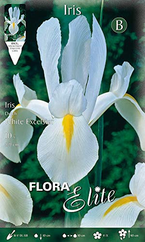 BULBI AUTUNNALI IRIS HOLLANDICA WHITE EXCELSIOR CONFEZIONE DA 10 BULBI BULBS BULBES