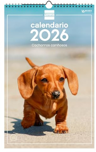 Finocam - Calendrier mural 2026 25 x 40 cm avec vue mois janvier - décembre 2026 + sept. - Déc. 2025 (4 mois) réduits | Calendrier 2026 | Images Chiots - Espagnol