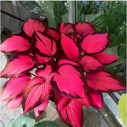 Funkien Rhizoms-Schattentolerante Premium-Stauden Gartenprojekte-Winterhart Geeignet FüR Eingangsbereiche -4 hosta-b
