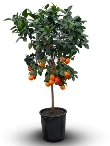 Attitude Jardin - Oranger arcobal - citrus meyer sinensis - agrume méditerranéen - arbre fruitier - 170-190 cm - ⌀ 35 cm