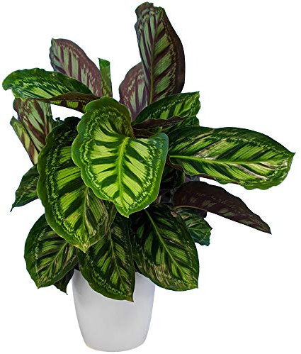 Calathea Flamestar - Prayer Plant - Indoor Houseplant for Home or Office - Potted Air Purifying Plants for Small Spaces - Large Green Foliage Leaves (30-40cm Incl. Pot)