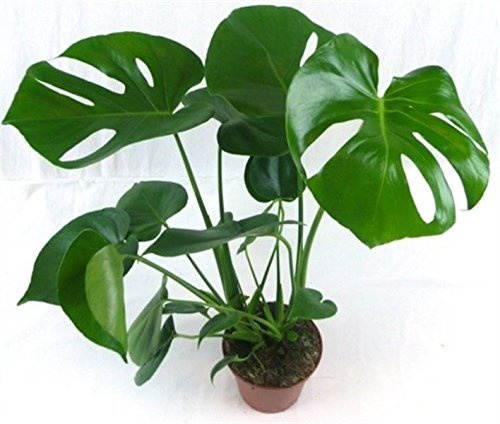 Swiss Cheese Plant Monstera Deliciosa in 13/14cm Pot. 40-60cm Tall Approx.