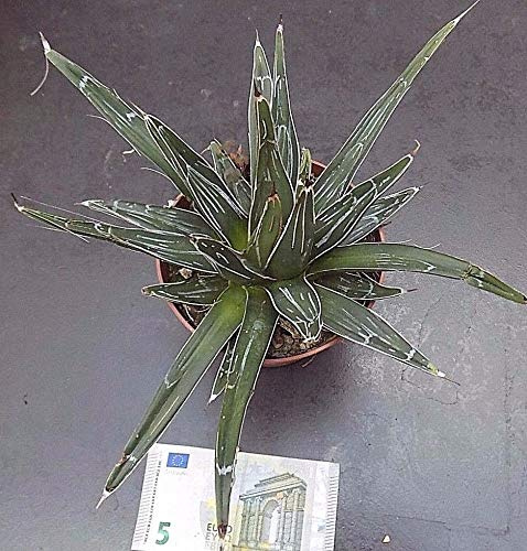 Queen Victoria Agave Cm. 20 N. Ariocarpo: Seeds: Package Contains seeds