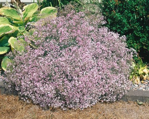Gypsophila repens 9x9 cm Topf – Winterhart, Mehrjährig & Pflegeleicht – Teppich-Schleierkraut – Bodendecker für Steingarten & Beet