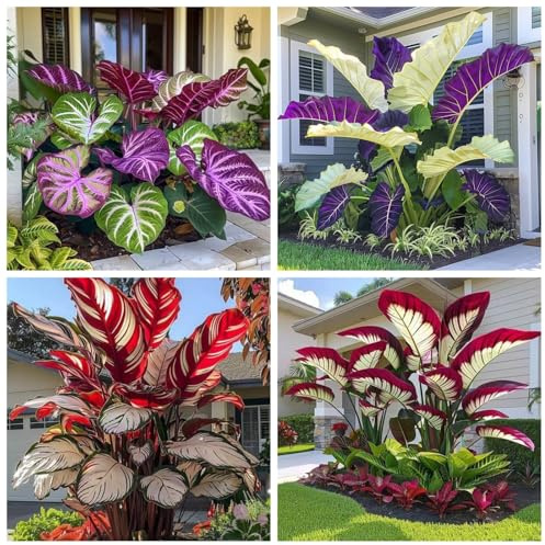 Elefantenohr/mehrjährig winterhart Elefantenohren/ausgewählte Qualität,große und schöne Blätter für einen bezaubernden Garten,Seltene Farbe-3Rhizome-E