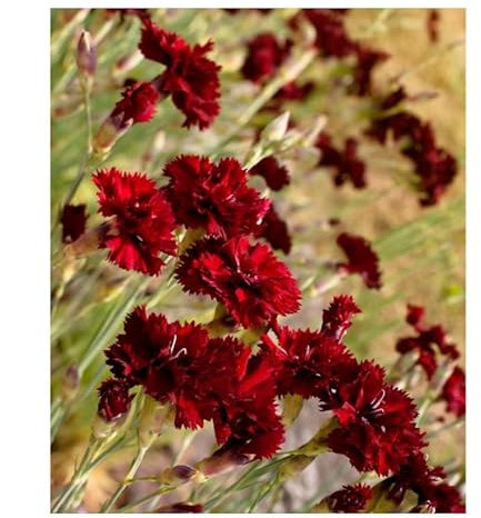 Sachet de graines de Oeillet perpétuel Chabaud varié - 0,3 g - fleur vivace - LES GRAINES BOCQUET