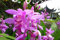 Portal Cool In vaso 1 Litro Bletilla striata (Giacinto Orchid) bulbi estivi pianta perenne