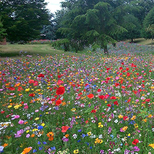 Mélange de graines de fleurs sauvages 100% annuelles attire abeilles et papillons.