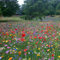 Mélange de graines de fleurs sauvages 100% annuelles attire abeilles et papillons.