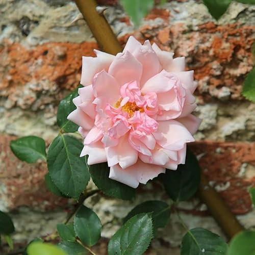 Plant Theory Albertine Rambling Rose Bush Fully Double Salmon Pink Fragrant Flowers 4L Pot