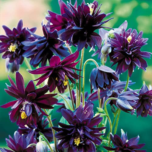1 x Aquilegia Black Barlow Xtra Large Perennial – Fluffy Purple – Black Double Blooms – for Your Beautiful Garden