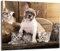 DarHaus Plaque de recouvrement, 60 x 52 cm, en verre, pour cuisinières électrique, à induction, convient comme décoration, protection anti-éclaboussures ou planche à découper, Chat Chien