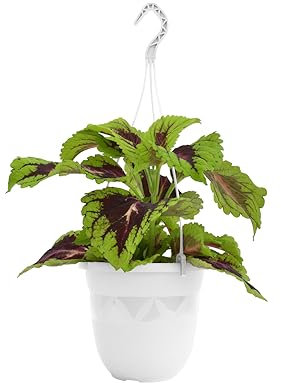 Plastard Blumentopf Hängeampel 27 cm Durchmesser Farbe Weiß, Kunststoff Hängetopf ohne Löcher für Innen und Außen, Deko Übertopf zum hängen, witterungsbeständiger Pflanzkübel