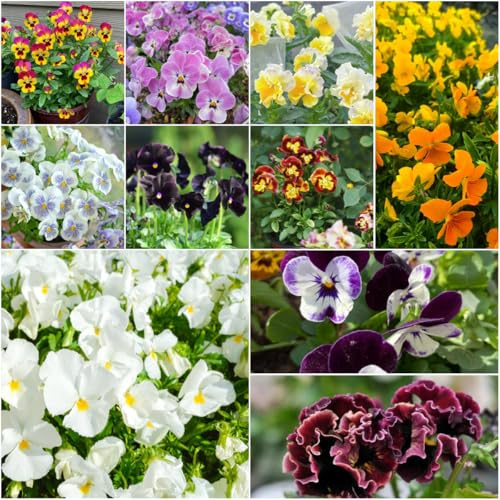 stiefmütterchen - balkon balkongarten bienen wiese balkonpflanzen winterhart sommerblumen garten blumendeko gartenblumen mehrjährig winterhart - Seltene 30samen