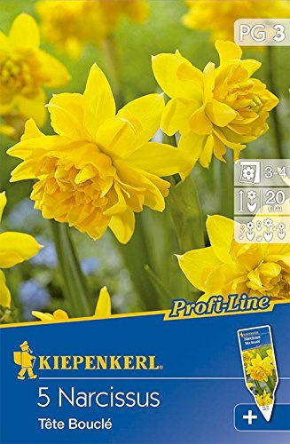 Gefüllte Narzissen Tete Bouclé
