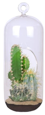 Kit de cultivo de terrario suculento para cactus, más de 10 tipos de semillas de cactus para plantar, divertido y fácil para colgar en interiores o de pie, juego de iniciación de jardín