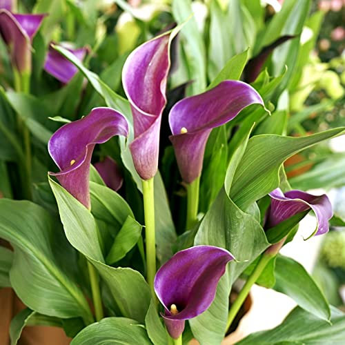 Calla Lily Bulbi Piacevole Piantare Fascino Graziosa Decorazione Perenne Balcone