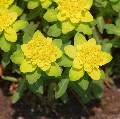 Gold Wolfsmilch - Euphorbia epithymoides - lebende Gartenpflanze aus den Baumschulen