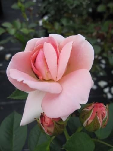 Rosa Astrid Lindgren® - Strauchrose - rosa - Duft+++ - Poulsen-Rose