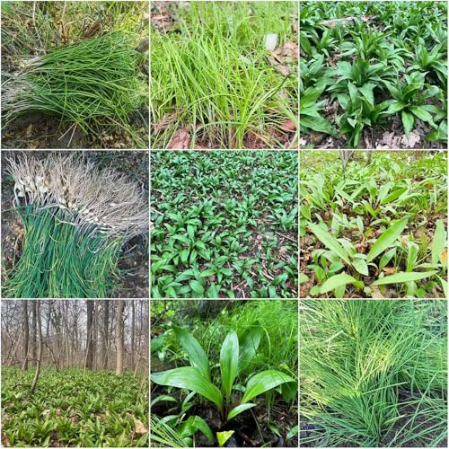 semillas de ajo silvestre - de ajo silvestre Balcón con para jardín Decoración invierno jardin 100pcs