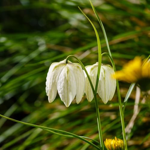 kaiserkronenknollen - fritillaria zimmerpflanzen gartenbedarf kaiserkrone herbstpflanzen winterhart blühend garten zimmerbonsai blumenwiese blumenzwiebel 5zwiebeln