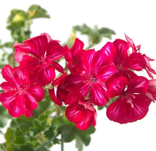 Murciana o Gitanilla Planta Natural el Regalo Perfecto para Cualquier Amante de la Jardinería