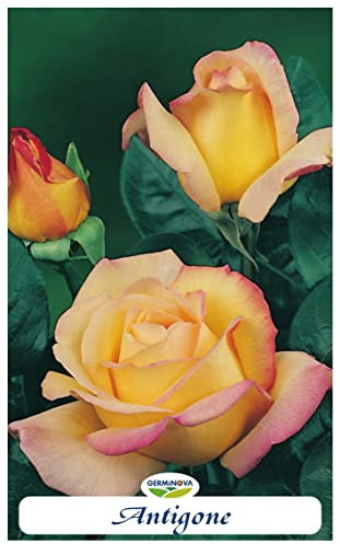 Rosal grandiflora en bolsa (cepellón) Antigone (color amarillo)