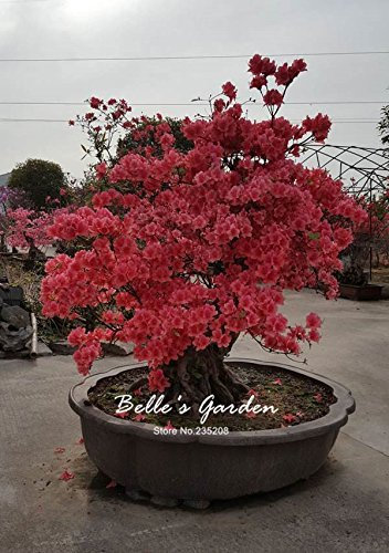 100 Stk/Varietà Beutel halb Azalee, Bella pianta di Fiori Casa Giardino Fiori in Vaso semi Bonsai da interno Semi 4