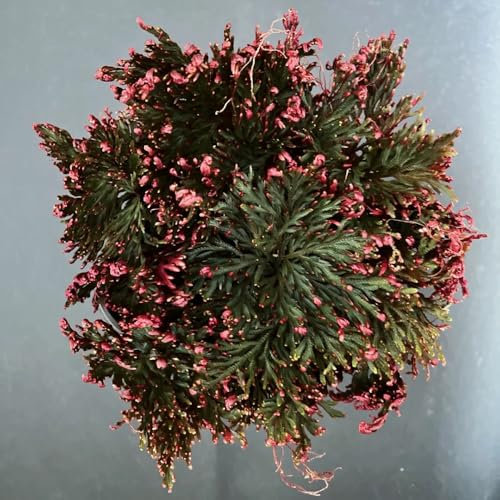 2 pcs Rose Von Jericho Kaufen Zwiebeln - Selaginella tamariscina, Exotische Zimmerpflanzen Bonsai Topf Blumenwiese Topfpflanzen Pflanztöpfe Indoor Plants Urban Gardening pflanztopf