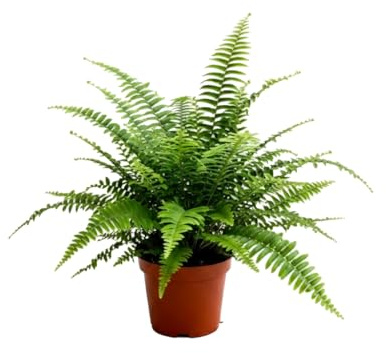 Nephrolepis Exaltata Helecho Espada DECOALIVE - Planta Natural en Maceta de 14 cm de Diámetro y 35 cm de Altura