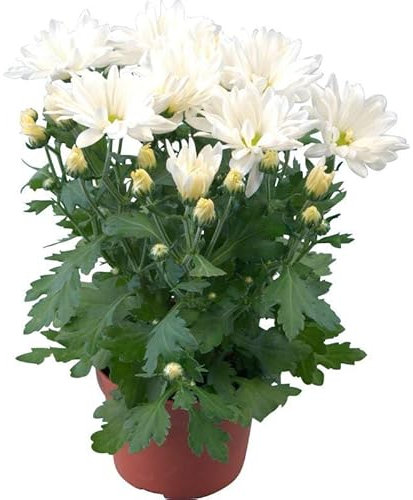 Crisantemo PREMIUM Planta Natural con Flores de Colores muy Impresionantes