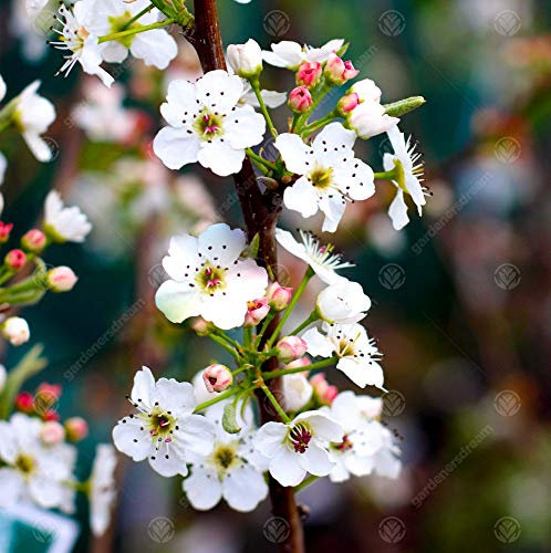Pyrus calleryana Chanticleer | Ornamental Pear | Garden Tree | 5-6ft