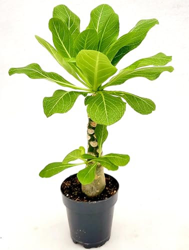 POWERS TO FLOWERS - BRIGHAMIA INSIGNIS, PALMA HAWAIANA VASO 13CM DIAMETRO, pianta vera